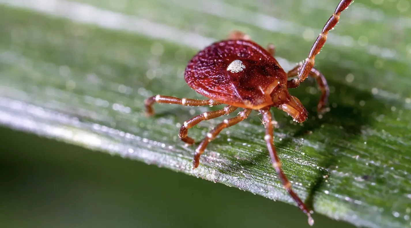 U.S. Health Warning: Rare Bourbon Virus Detected in New York as Cyclosporiasis Outbreak Spreads Across 45 States