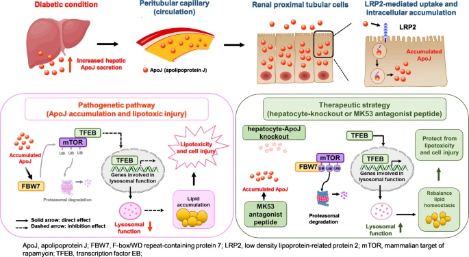 ApoJ có nguồn gốc từ gan làm rối loạn cân bằng nội môi lipid và làm trầm trọng thêm bệnh thận do đái tháo đường