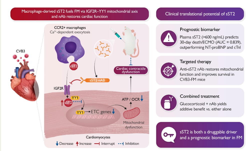 Unraveling sST2’s Role in Fulminant Myocarditis: A Novel Mitochondrial Therapeutic Axis